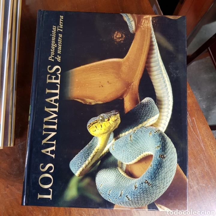 Libros de segunda mano: LOS ANIMALES PROTAGONISTAS DE NUESTRA TIERRA ( 10 TOMOS ) EDICIONES RUEDA - Foto 8