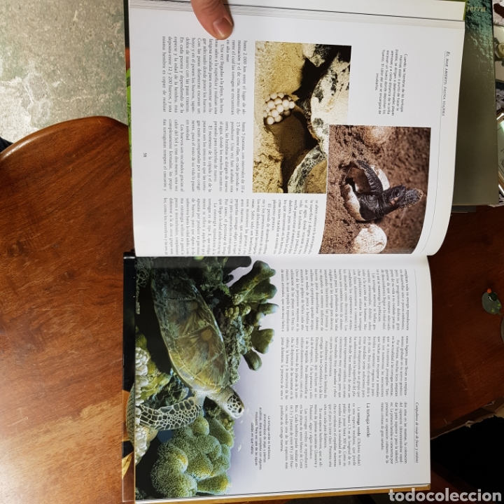 Libros de segunda mano: LOS ANIMALES PROTAGONISTAS DE NUESTRA TIERRA ( 10 TOMOS ) EDICIONES RUEDA - Foto 12
