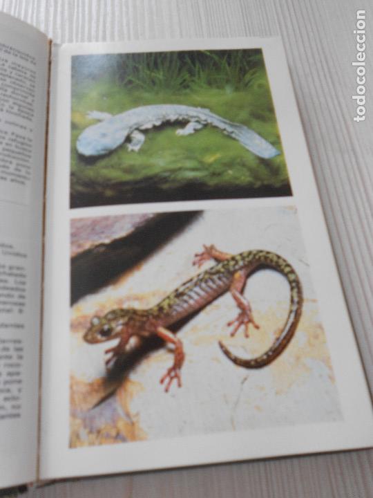 Libros de segunda mano: GUIA DE ANFIBIOS Y REPTILES - Foto 5