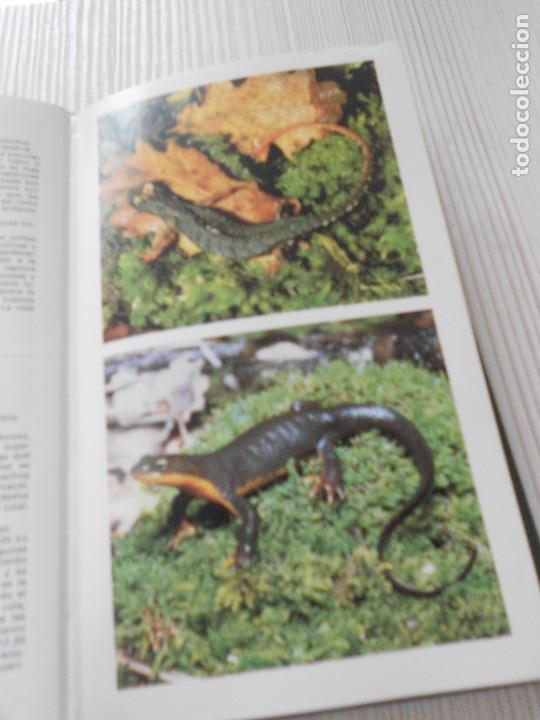 Libros de segunda mano: GUIA DE ANFIBIOS Y REPTILES - Foto 8