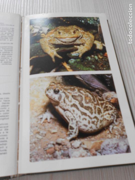Libros de segunda mano: GUIA DE ANFIBIOS Y REPTILES - Foto 9