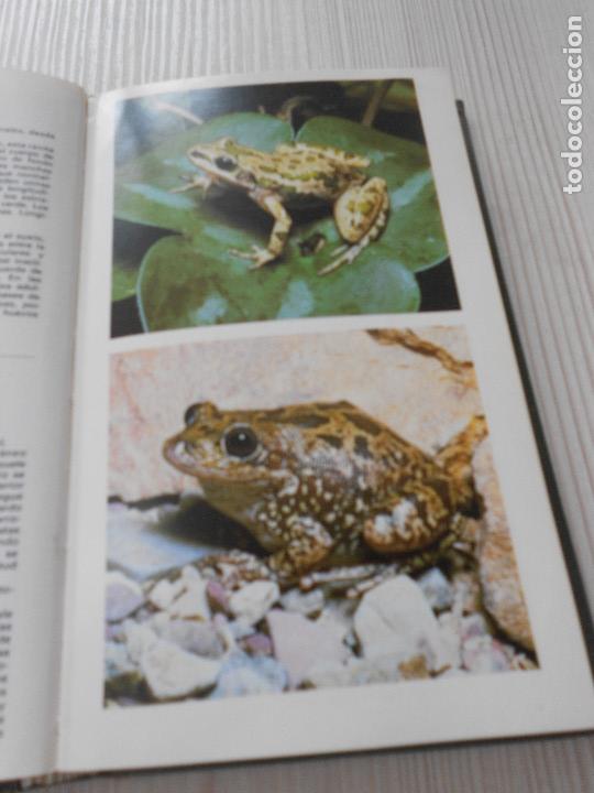 Libros de segunda mano: GUIA DE ANFIBIOS Y REPTILES - Foto 12