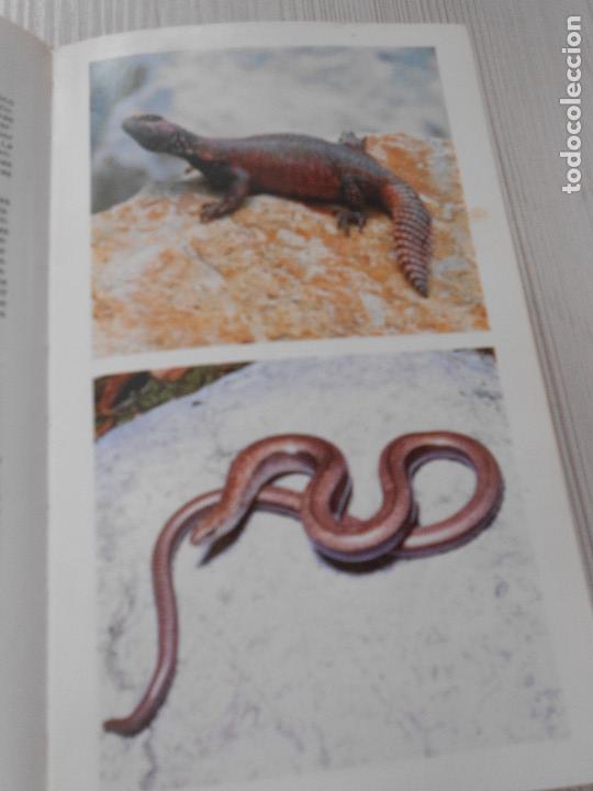 Libros de segunda mano: GUIA DE ANFIBIOS Y REPTILES - Foto 16