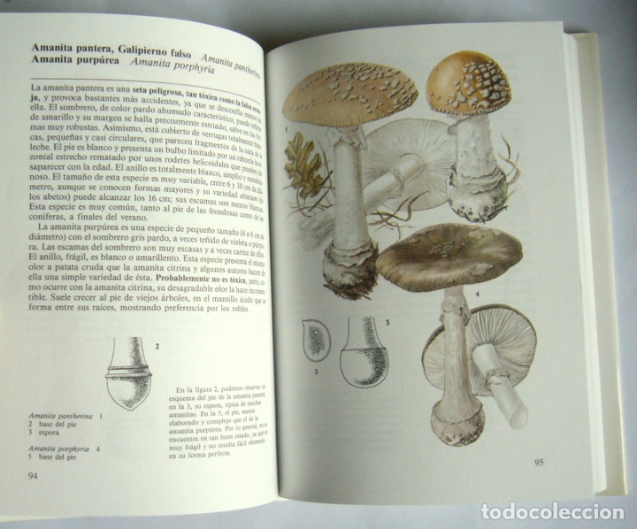 Libros de segunda mano: SETAS - GEORGES BECKER - Foto 3