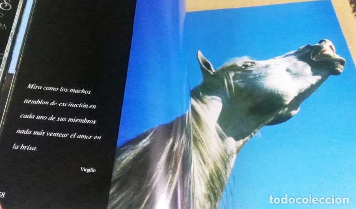 Libros de segunda mano: Robert Vaura, Equus. El noble bruto. Evergreen, Sevilla, 1998 - Foto 3