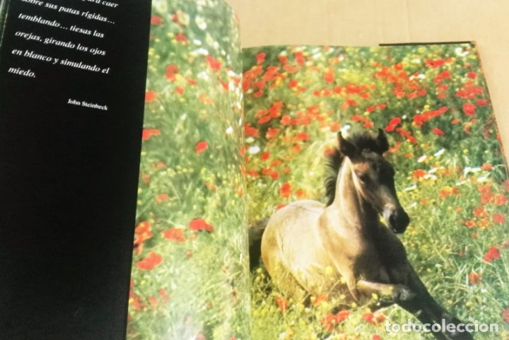 Libros de segunda mano: Robert Vaura, Equus. El noble bruto. Evergreen, Sevilla, 1998 - Foto 4
