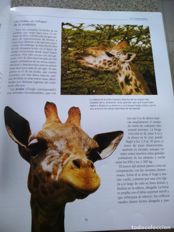 Libros de segunda mano: LOS ANIMALES PROTAGONISTAS DE NUESTRA TIERRA -- 9 TOMOS -- EDICIONES RUEDA 2004 -- - Foto 4