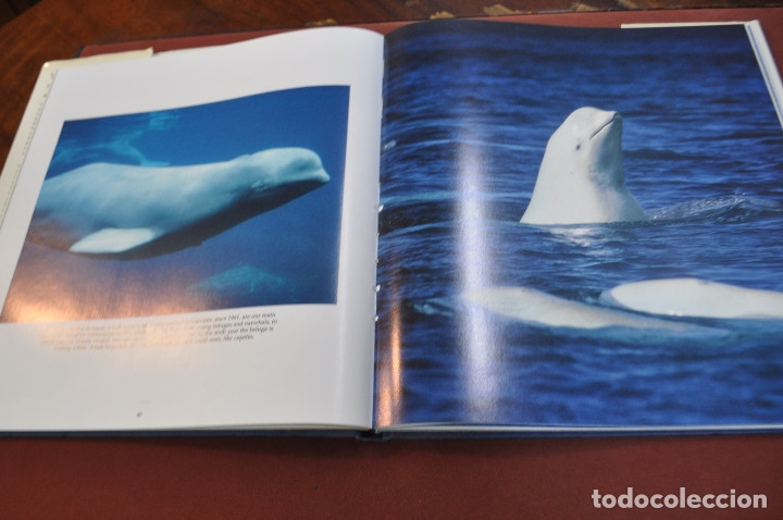 Libros de segunda mano: Whales dolphis - Vic Cox - CRESCENT - idioma ingl&eacute;s - FFB - Foto 3