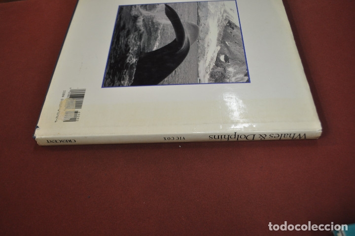 Libros de segunda mano: Whales dolphis - Vic Cox - CRESCENT - idioma ingl&eacute;s - FFB - Foto 4