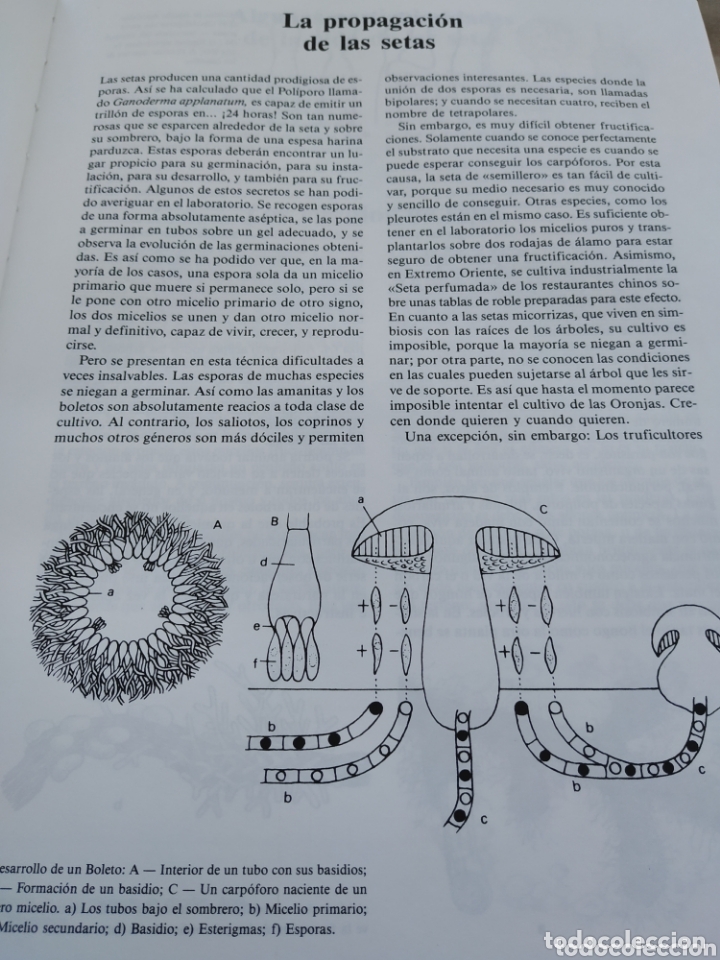 Libros de segunda mano: El libro de las setas. Susaeta. 1989 - Foto 2