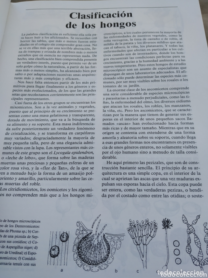 Libros de segunda mano: El libro de las setas. Susaeta. 1989 - Foto 3