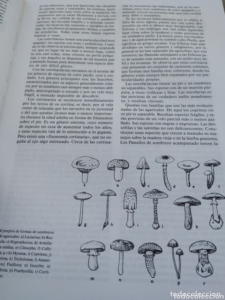 Libros de segunda mano: El libro de las setas. Susaeta. 1989 - Foto 4