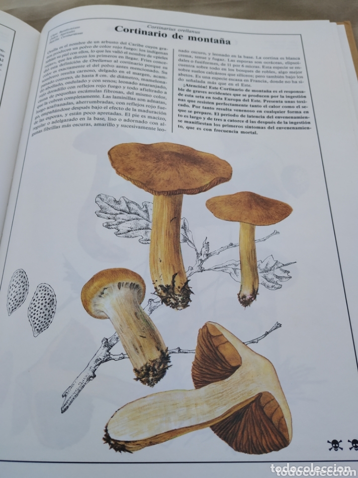 Libros de segunda mano: El libro de las setas. Susaeta. 1989 - Foto 13