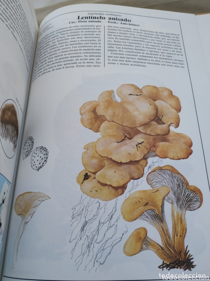 Libros de segunda mano: El libro de las setas. Susaeta. 1989 - Foto 14