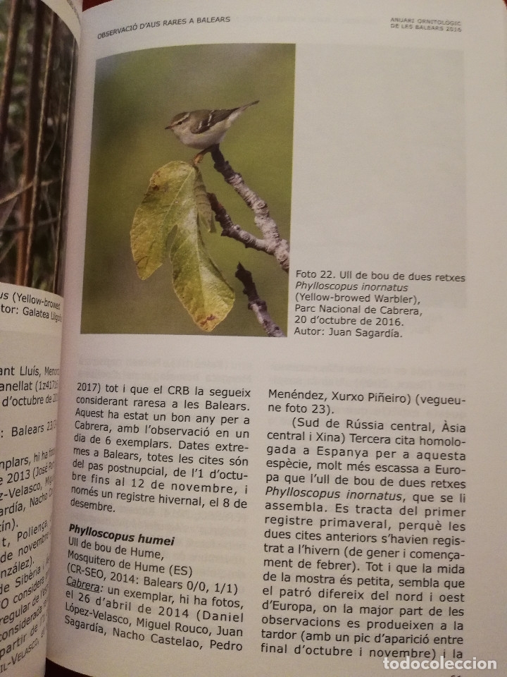 Libros de segunda mano: ANUARI ORNITOL&Ograve;GIC DE LES BALEARS 2016, VOLUM 31 - Foto 3