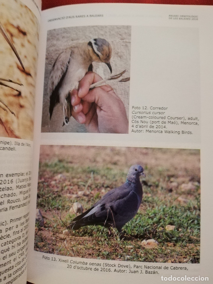 Libros de segunda mano: ANUARI ORNITOL&Ograve;GIC DE LES BALEARS 2016, VOLUM 31 - Foto 4