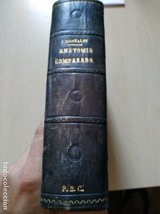 Libros de segunda mano: Anatom&iacute;a comparada de los animales dom&eacute;sticos - J. Gonz&aacute;lez 1945 - Foto 1