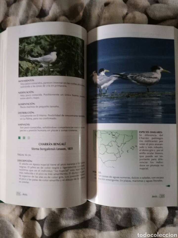 Libros de segunda mano: AVES NIDIFICANTES DE ESPA&Ntilde;A. IGNACIO MART&Iacute;N. - Foto 2