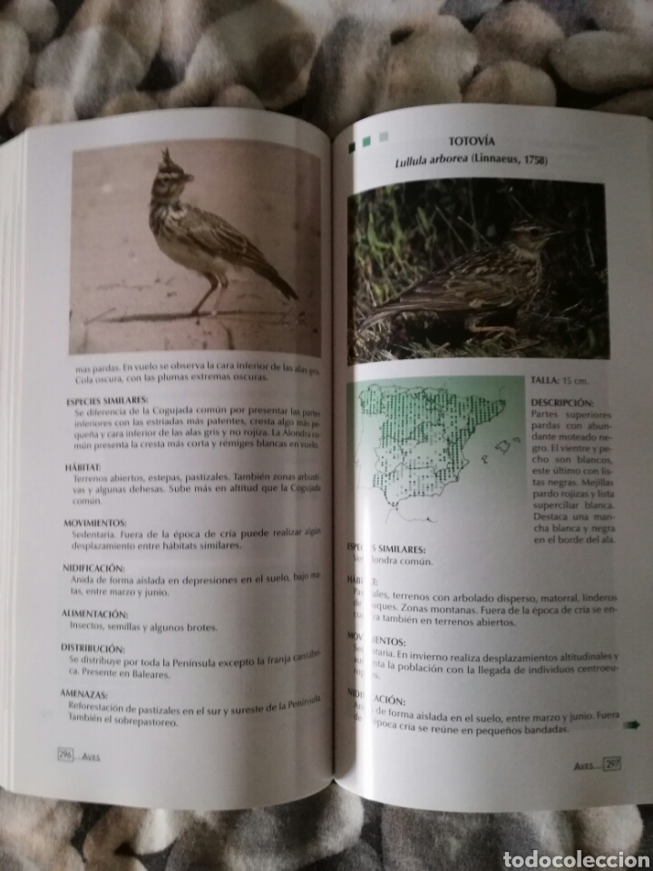 Libros de segunda mano: AVES NIDIFICANTES DE ESPA&Ntilde;A. IGNACIO MART&Iacute;N. - Foto 3