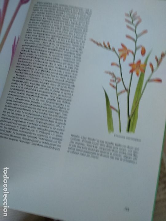 Libros de segunda mano: EL GRAN LIBRO DE LAS PLANTAS DE JARDIN - Foto 2
