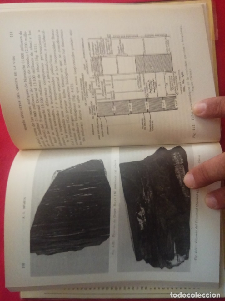 Libros de segunda mano: TEOR&Iacute;A EVOLUTIVA DEL ORIGEN DE LA VIDA / A.I. OPARIN . - Foto 3