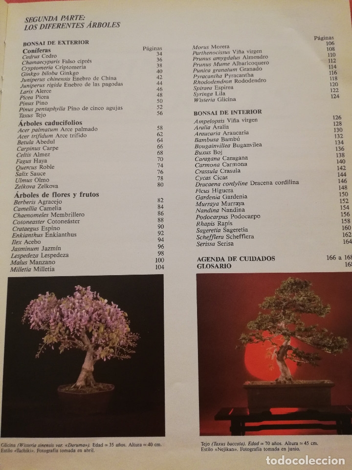 Libros de segunda mano: C&Oacute;MO CREAR Y CUIDAR SU BONSAI (ISABELLE Y R&Eacute;MY SAMSON) OMEGA - Foto 5