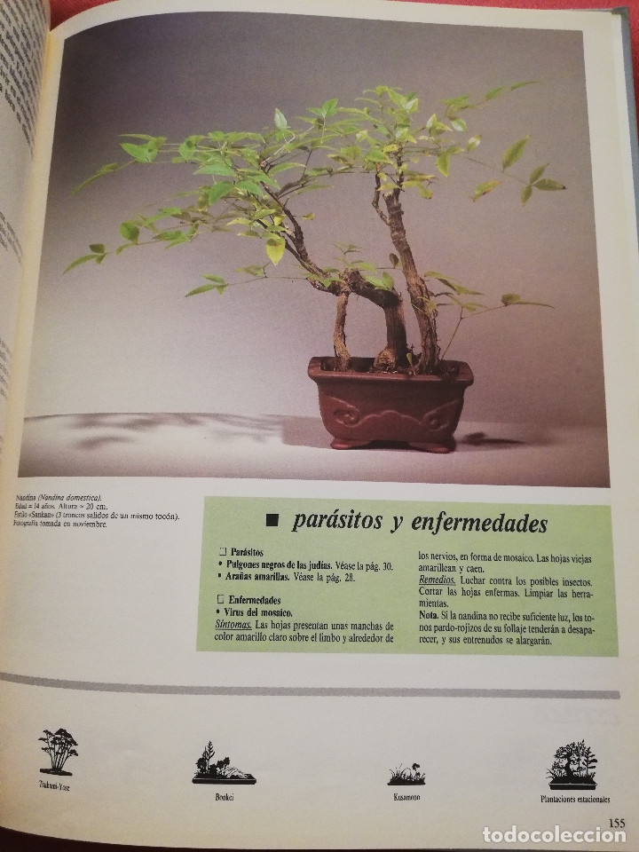 Libros de segunda mano: C&Oacute;MO CREAR Y CUIDAR SU BONSAI (ISABELLE Y R&Eacute;MY SAMSON) OMEGA - Foto 6