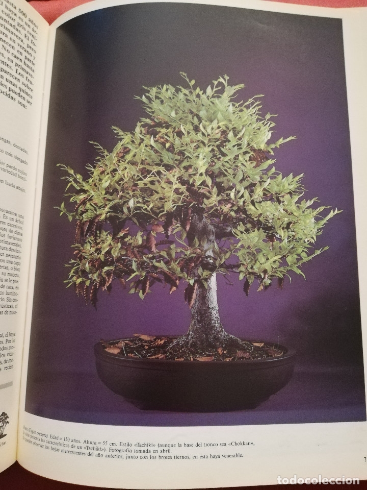 Libros de segunda mano: C&Oacute;MO CREAR Y CUIDAR SU BONSAI (ISABELLE Y R&Eacute;MY SAMSON) OMEGA - Foto 9