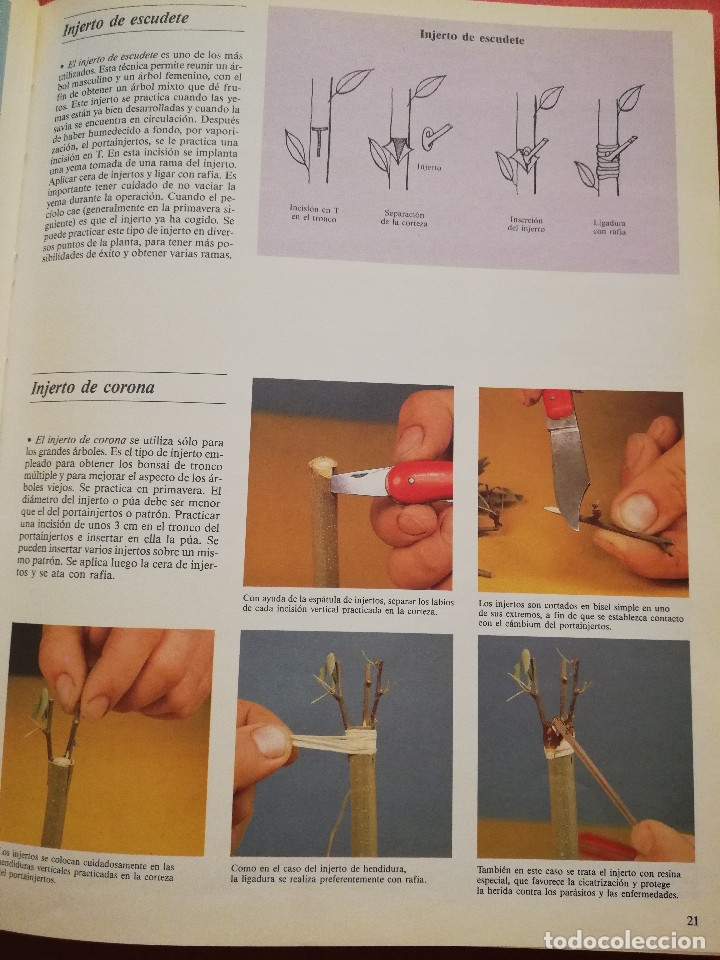 Libros de segunda mano: C&Oacute;MO CREAR Y CUIDAR SU BONSAI (ISABELLE Y R&Eacute;MY SAMSON) OMEGA - Foto 12
