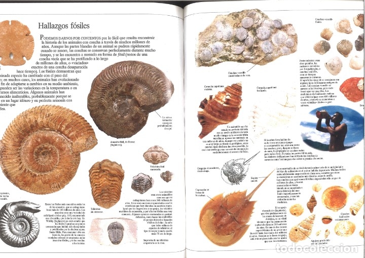 Libros de segunda mano: Enciclopedia visual de los seres vivos. Tomo III - Foto 2