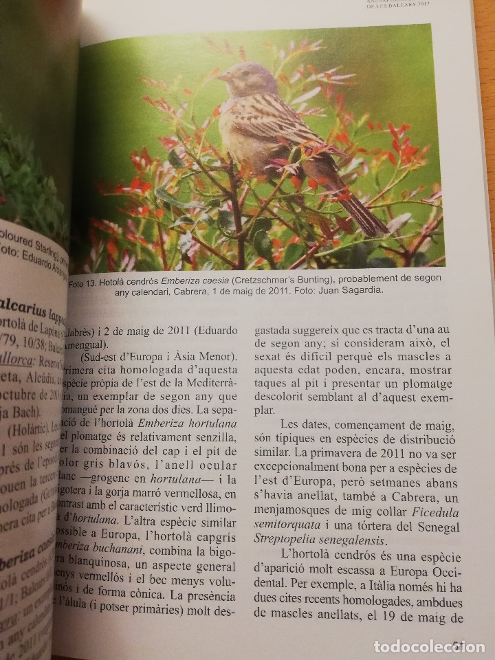 Libros de segunda mano: ANUARI ORNITOL&Ograve;GIC DE LES BALEARS 2013 (VOLUM 28) - Foto 4