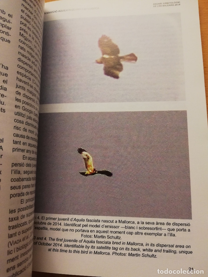 Libros de segunda mano: ANUARI ORNITOL&Ograve;GIC DE LES BALEARS 2014 (VOLUM 29) - Foto 9