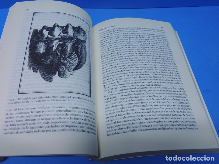 Libros de segunda mano: F&Oacute;SILES Y HOMBRES.- ERIC BUFFEAUT - Foto 4