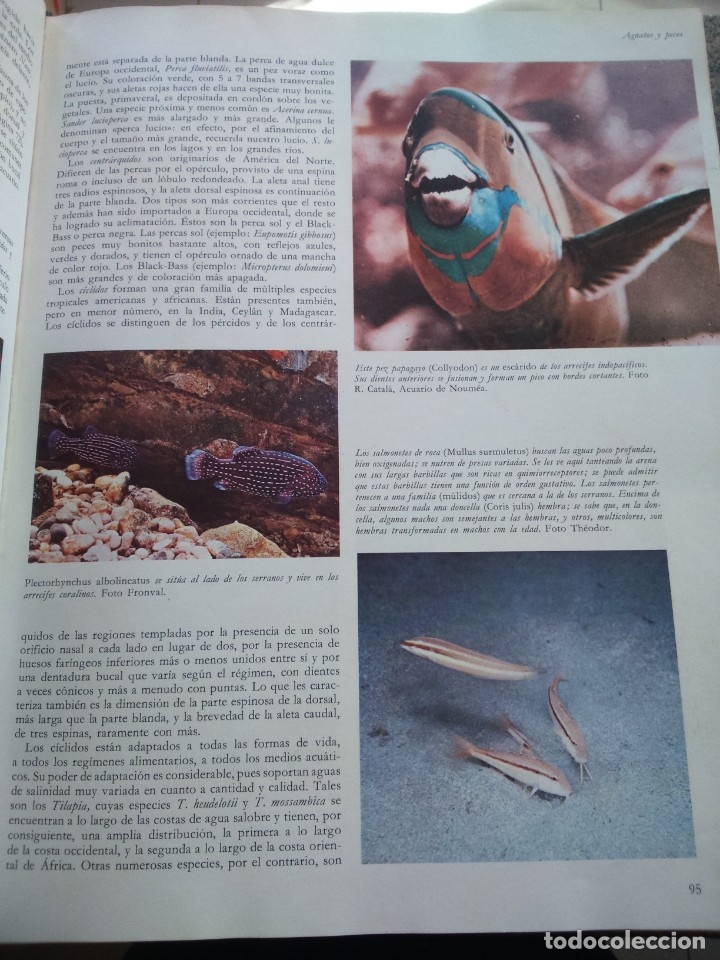Libros de segunda mano: LA VIDA DE LOS ANIMALES -- 3 TOMOS COMPLETA -- PLANETA 1972 -- - Foto 2