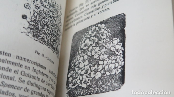 Libros de segunda mano: TUS FLORES. SINTES - Foto 8