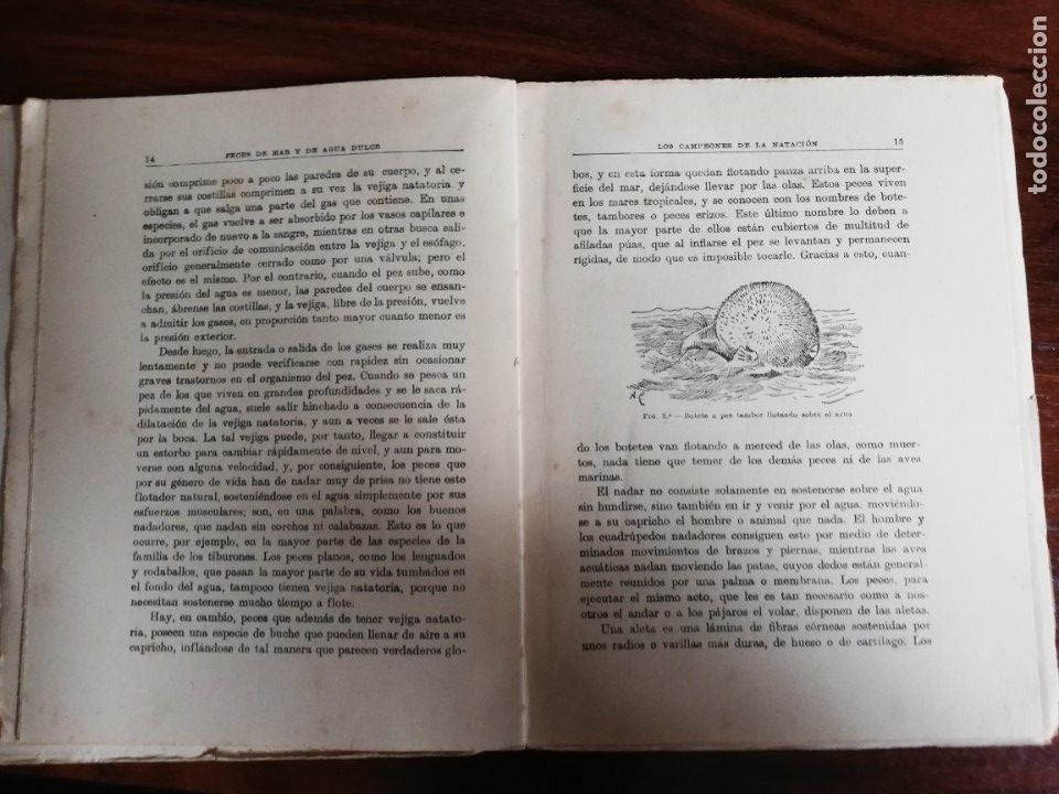 Libros de segunda mano: Peces de mar y agua dulce. &Aacute;ngel Cabrera - Foto 4