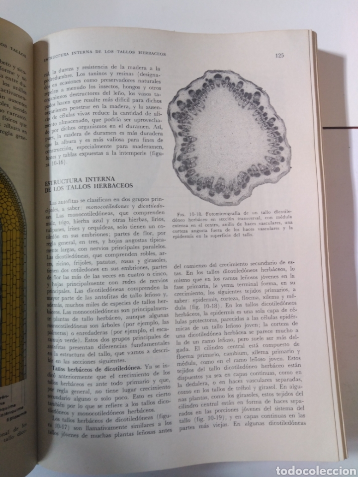 Libros de segunda mano: Bot&aacute;nica / Fuller, Carothers, Payne y Balbach - Foto 3