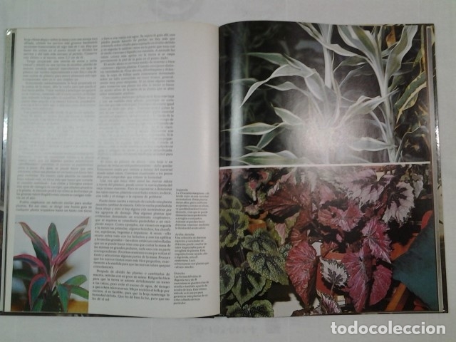 Libros de segunda mano: FLORES Y PLANTAS EN CASA - VIOLET STEVENSON - ED. HMB - Foto 2