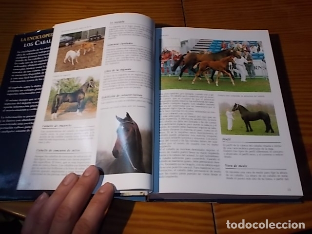 Libros de segunda mano: LA ENCICLOPEDIA DE LOS CABALLOS . JOS&Eacute;E HERMSEN . LIBSA . 2002 . - Foto 3