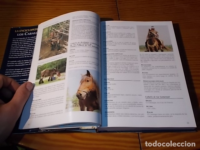 Libros de segunda mano: LA ENCICLOPEDIA DE LOS CABALLOS . JOS&Eacute;E HERMSEN . LIBSA . 2002 . - Foto 5