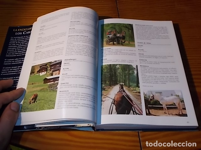 Libros de segunda mano: LA ENCICLOPEDIA DE LOS CABALLOS . JOS&Eacute;E HERMSEN . LIBSA . 2002 . - Foto 6