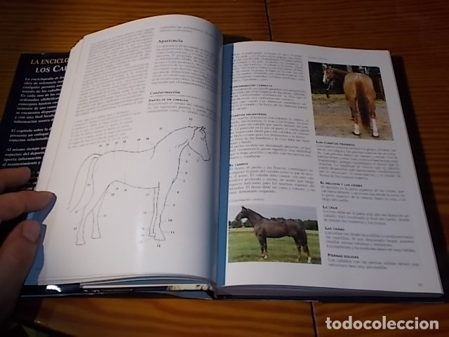 Libros de segunda mano: LA ENCICLOPEDIA DE LOS CABALLOS . JOS&Eacute;E HERMSEN . LIBSA . 2002 . - Foto 7