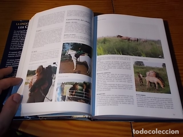 Libros de segunda mano: LA ENCICLOPEDIA DE LOS CABALLOS . JOS&Eacute;E HERMSEN . LIBSA . 2002 . - Foto 8