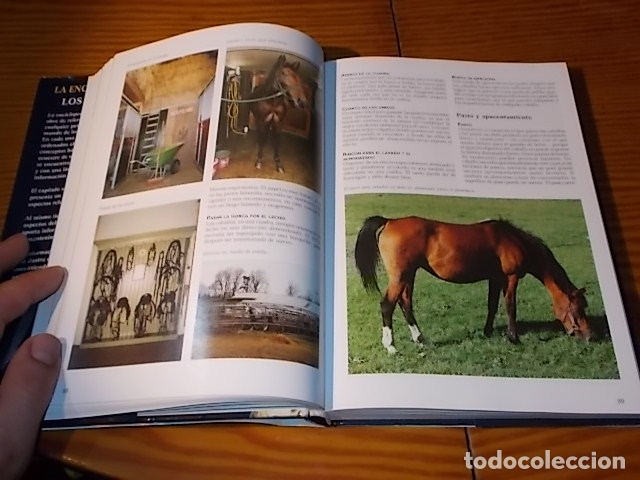 Libros de segunda mano: LA ENCICLOPEDIA DE LOS CABALLOS . JOS&Eacute;E HERMSEN . LIBSA . 2002 . - Foto 9
