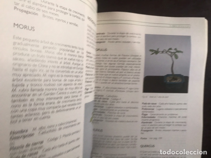 Libros de segunda mano: Bonsai. Su correcto desarrollo paso a paso. Dave Pike - Foto 7