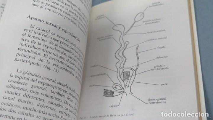 Libros de segunda mano: EL CARACOL. CRIA Y EXPLOTACION. GIUSEPPE GALLO - Foto 4