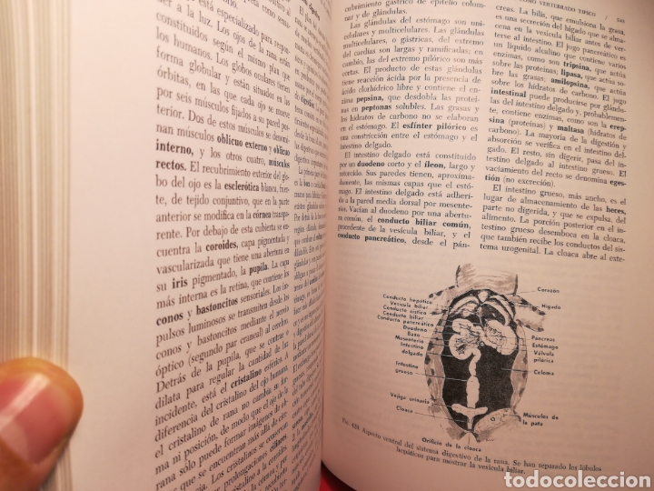 Zoologia Hickman
