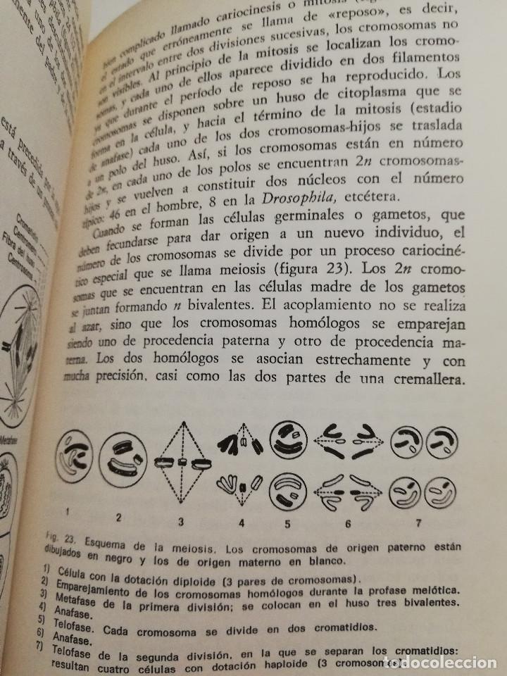 Libros de segunda mano: EL EVOLUCIONISMO (GIUSEPPE MONTALENTI) - Foto 11