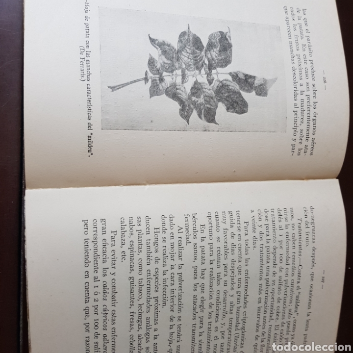 Libros de segunda mano: PLAGAS DEL CAMPO 1949SILVERIO PLANES - Foto 7