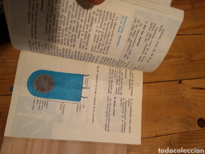 Libros de segunda mano: BOT&Aacute;NICA. J. A. DOS SANTOS LARA #3616 - Foto 7